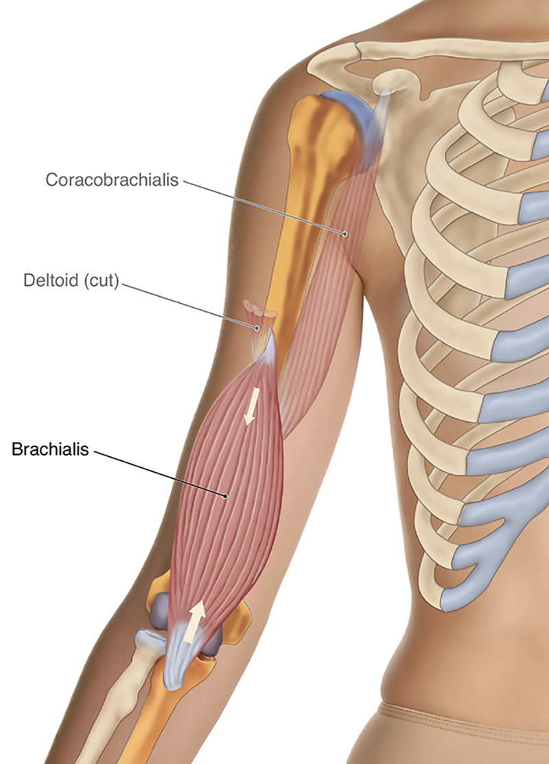 MJ20_MusclesStretched1 MJ20_MusclesStretched1