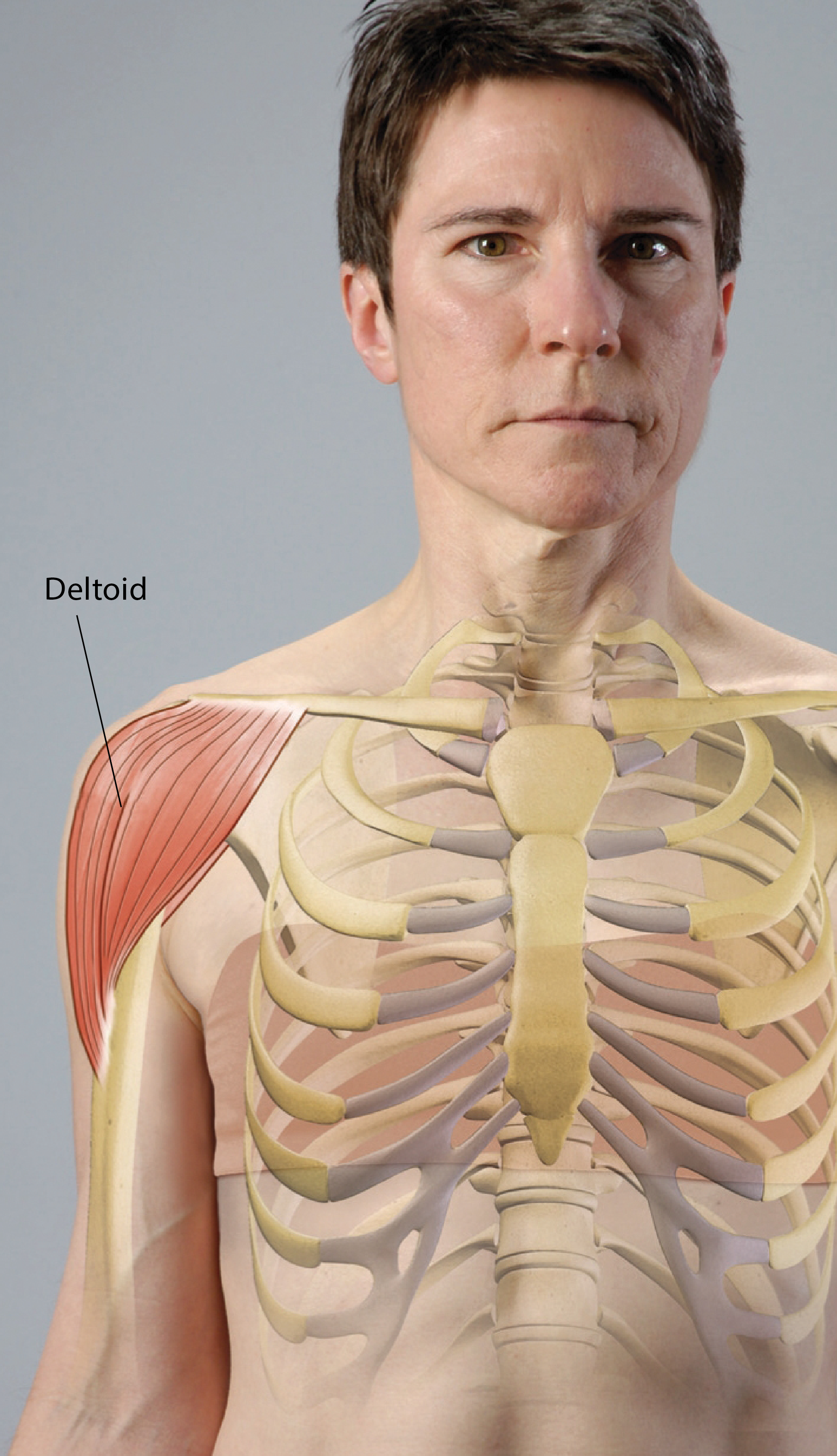 JF16_FunctionalAnatomy1