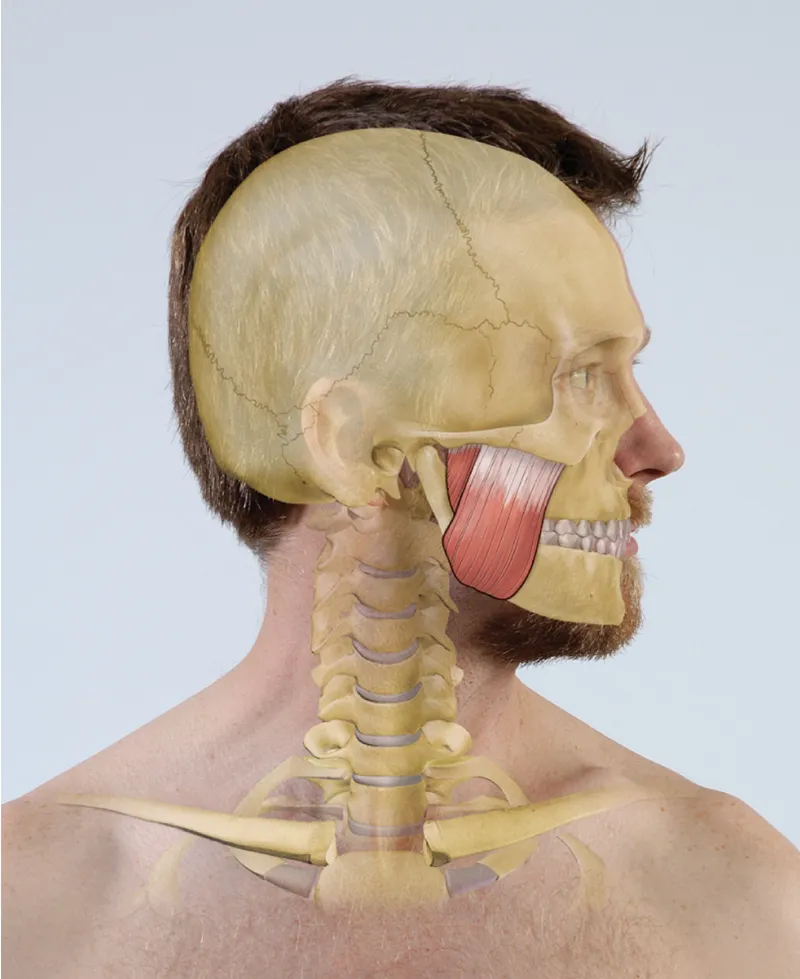 Masseter Teaser Image Masseter Teaser Image