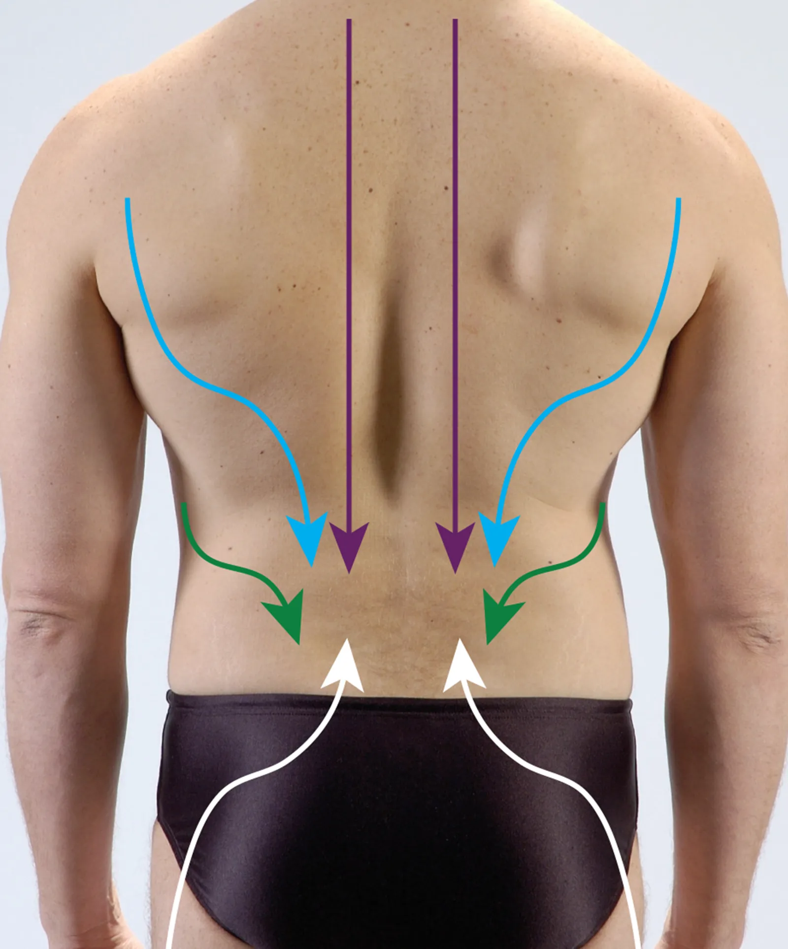Thoracolumbar Fascial Network Teaser Image