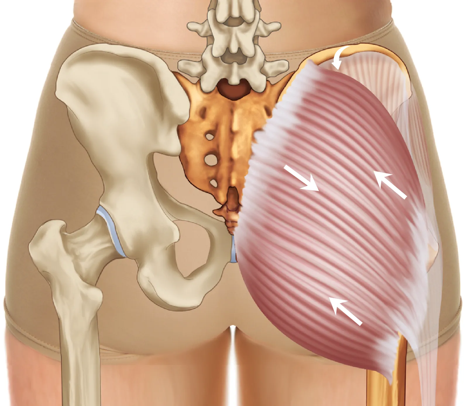 JA_15_GluteAnatomy1_1600