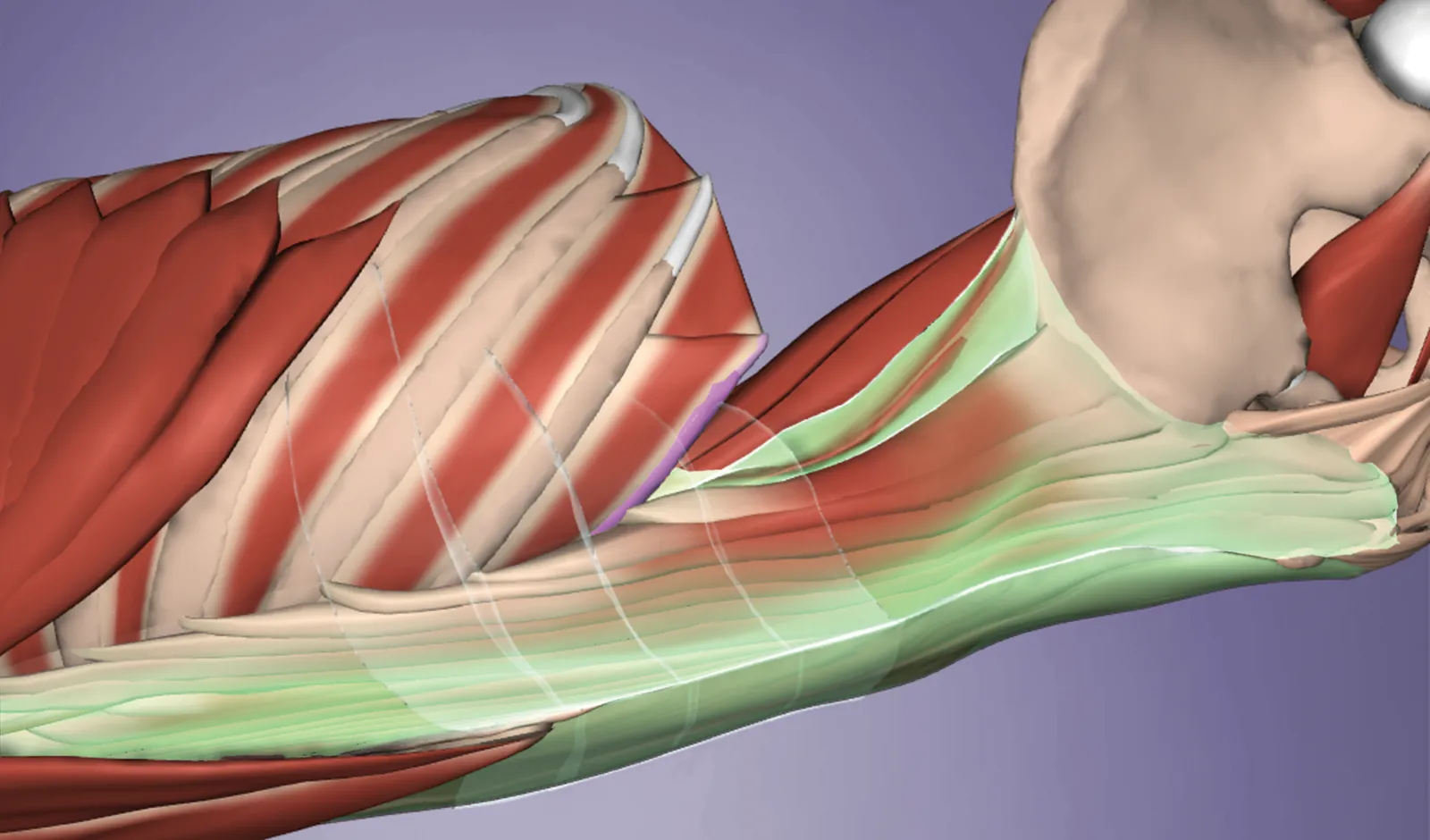 ND_14_Myofascial4_1600
