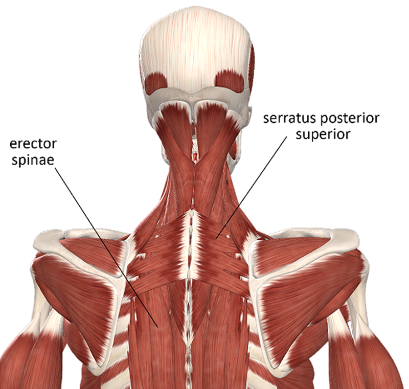 ND20_Managing Upper Back3 ND20_Managing Upper Back3