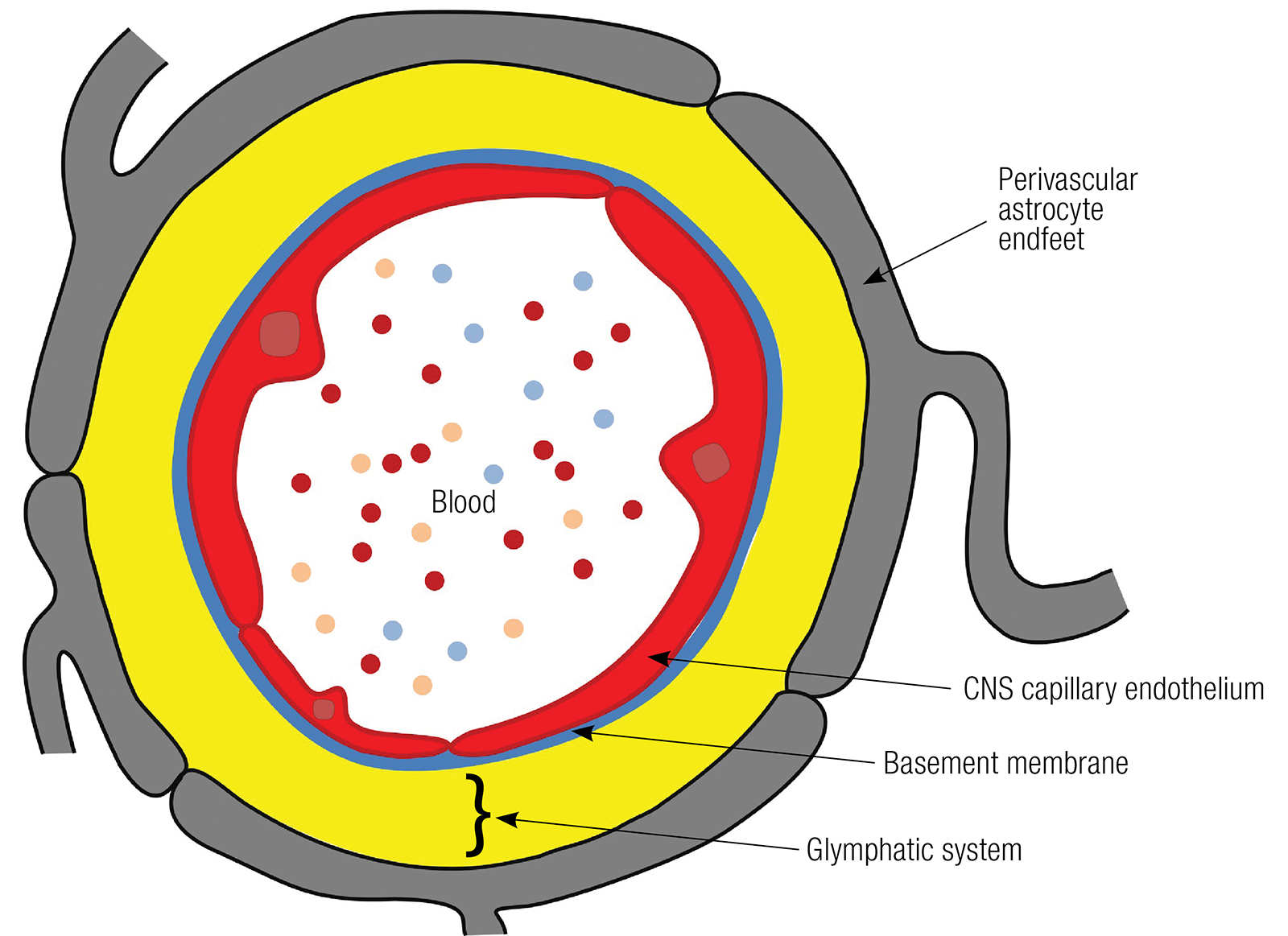 JF_16_LymphBrain3_1600 JF_16_LymphBrain3_1600