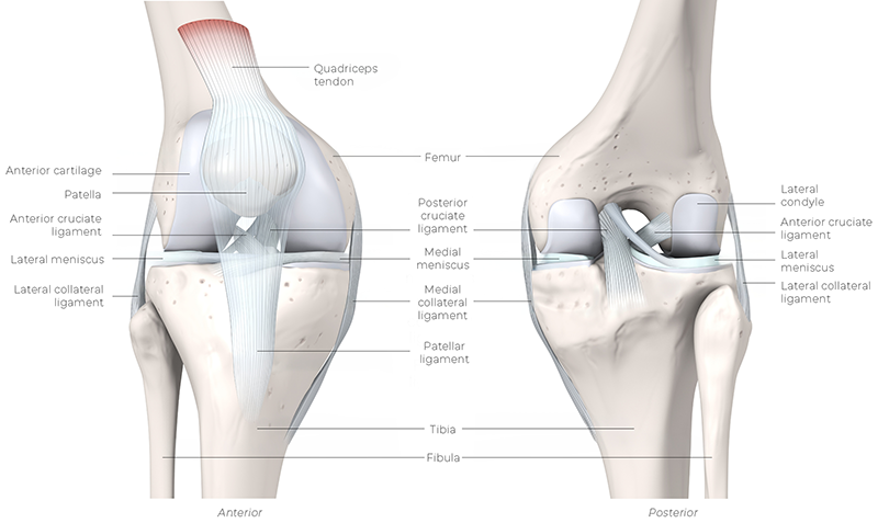 SUM_26_Myoskeletal1_DaltonKnee__800 SUM_26_Myoskeletal1_DaltonKnee__800