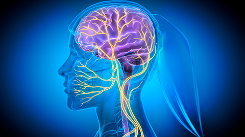 X Ray style 3D rendering of Vagus Nerve Stimulation with glowing nerve fibers - 3D illustration