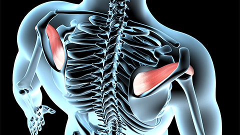 3D animated image of the human body highlighting the supraspinatus.