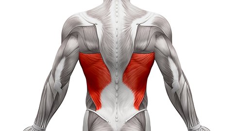 A 3-D image of the human body with the latissimus dorsi colored red.