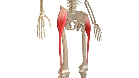 Animated image of the TFL overlayed on a skeleton.