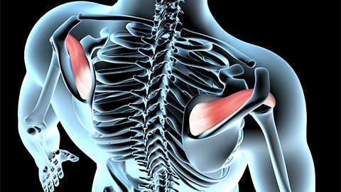 3D animated image of the human body highlighting the supraspinatus.